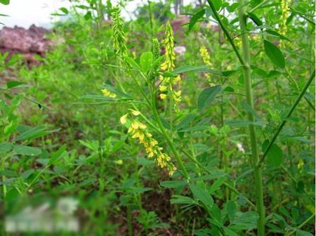 木樨草科 木樨草科