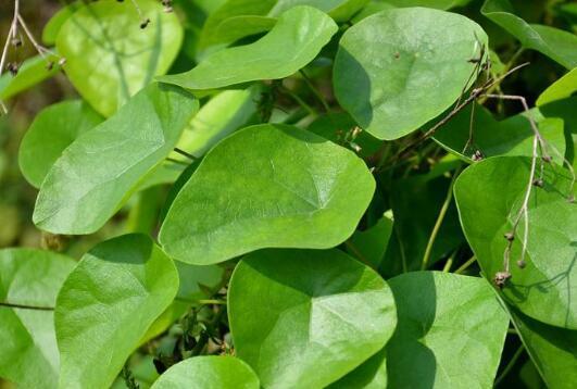千金藤(植物)