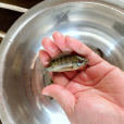 脆肉羅非魚