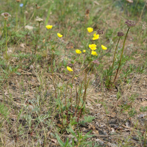 Potentilla rubella