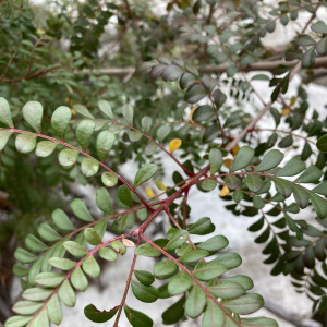 Pistacia mexicana