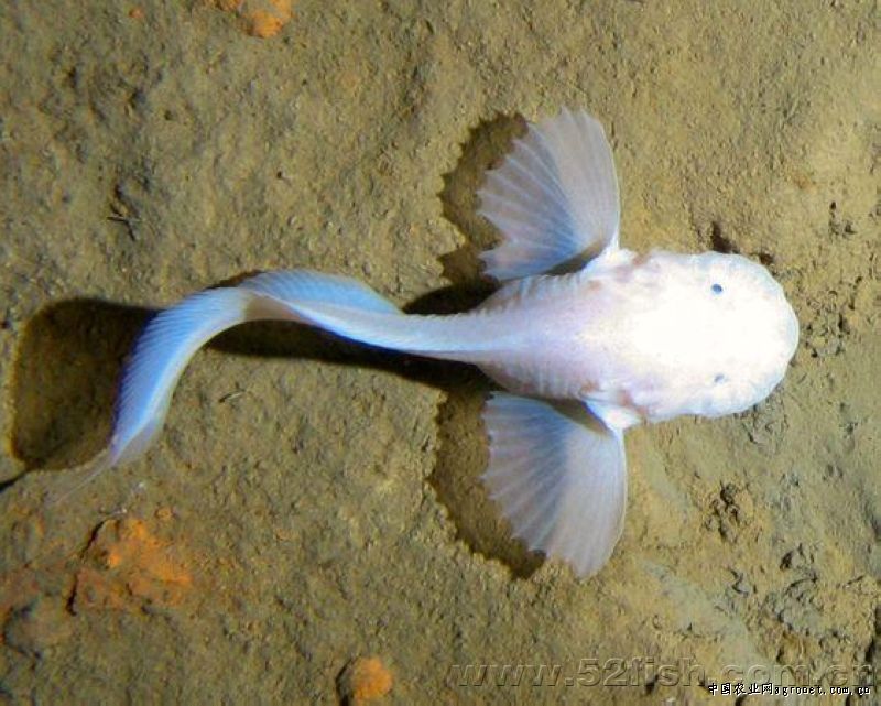 深海短吻獅子魚