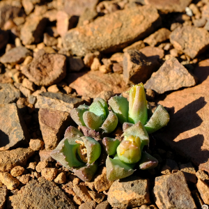 Stomatium loganii