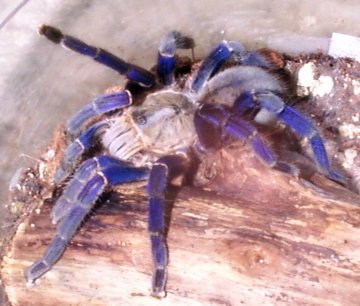 鈷藍色狼蛛（Cobalt Blue Tarantula）
