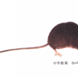 中華姬鼠 中華姬鼠