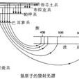 氫原子光譜 氫原子光譜