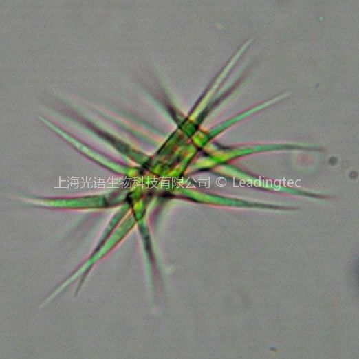 螺旋纖維藻
