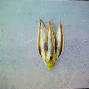 Thamnochortus dumosus