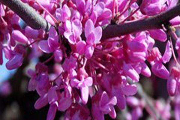 Cercis canadensis \x27Covey\x27