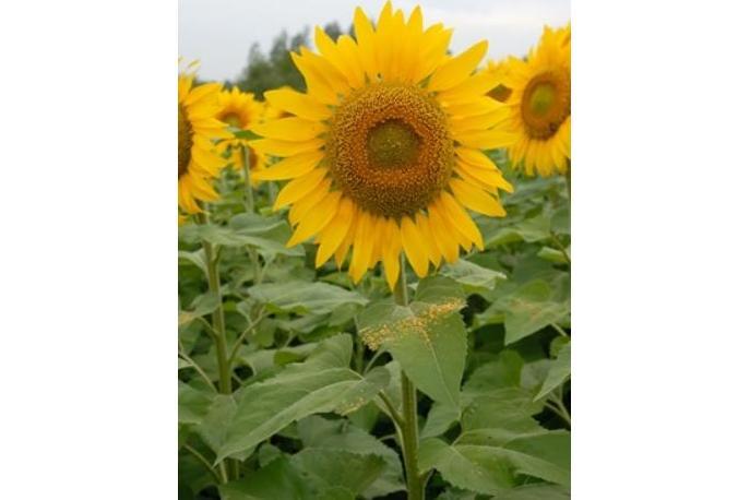 Gaillardia aestivalis Gaillardia aestivalis