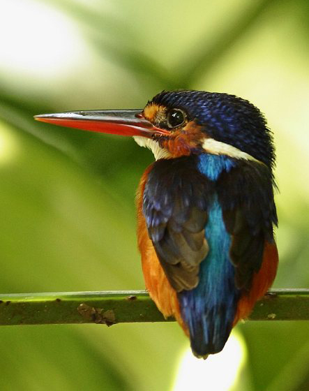 藍耳翠鳥指名亞種