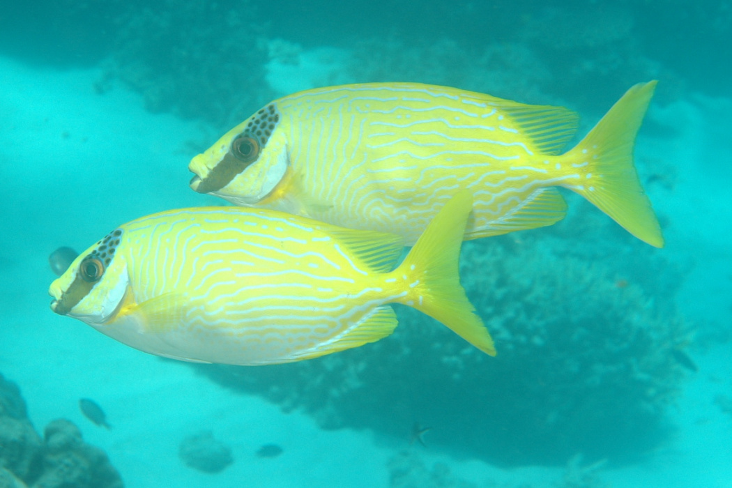 眼帶藍子魚 眼帶藍子魚