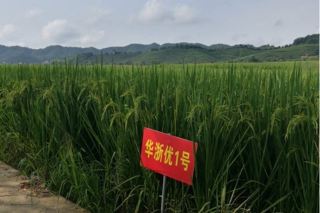 華中優1號 華中優1號