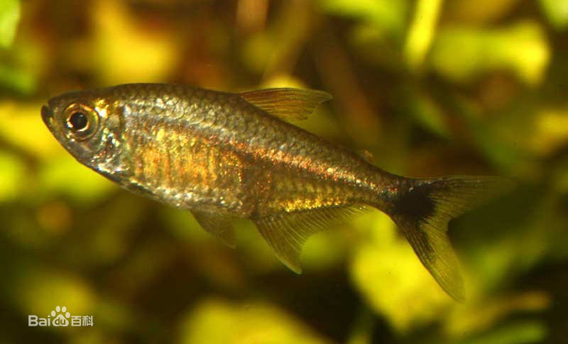 金燈魚