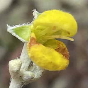 Calceolaria polifolia