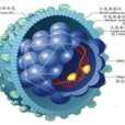 囊膜病毒 囊膜病毒