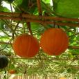 筍瓜(Cucurbita maxima) 筍瓜(Cucurbita maxima)