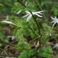 素馨屬 素馨屬