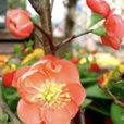 落葉花桑 落葉花桑