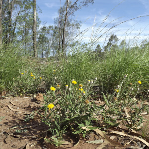 Rutidosis lanata