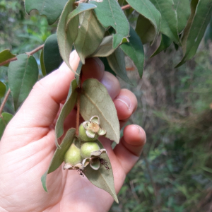 Eugenia catharinensis