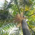 大王椰子樹