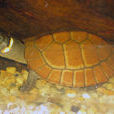 菲律賓池龜