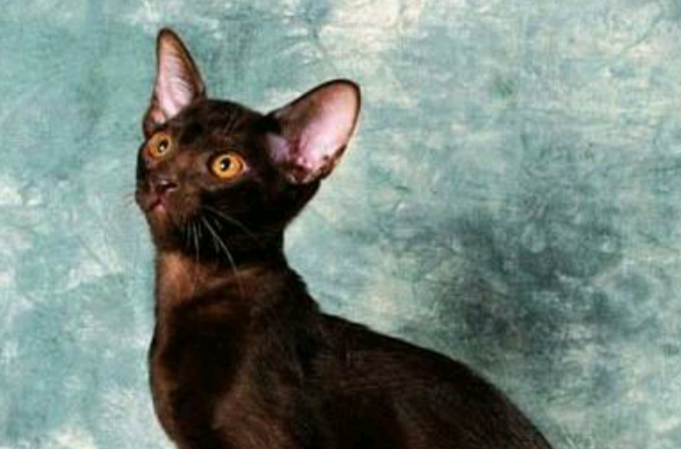 哈瓦那褐貓