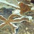 海箭綱 海箭綱