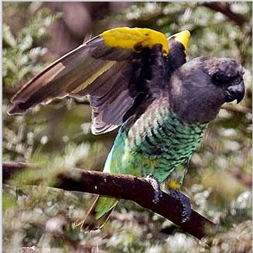 麥耶氏鸚鵡安哥拉亞種