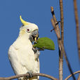 帝汶鳳頭鸚鵡