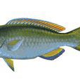 鈍頭鸚嘴魚(紅紫鸚哥魚)