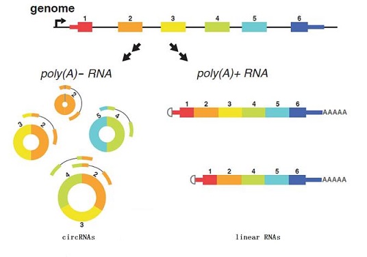 環狀RNA