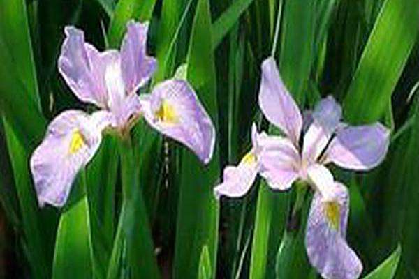 Iris virginica \x27Contraband Girl\x27 Iris virginica \x27Contraband Girl\x27