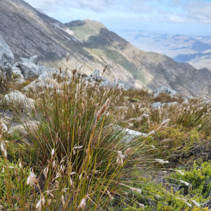 Thamnochortus papyraceus