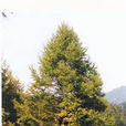 青山1號 青山1號