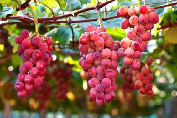 紅富士葡萄 紅富士葡萄