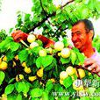 銀香白 銀香白
