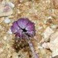 錯那垂頭菊 錯那垂頭菊