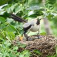 親鳥 親鳥