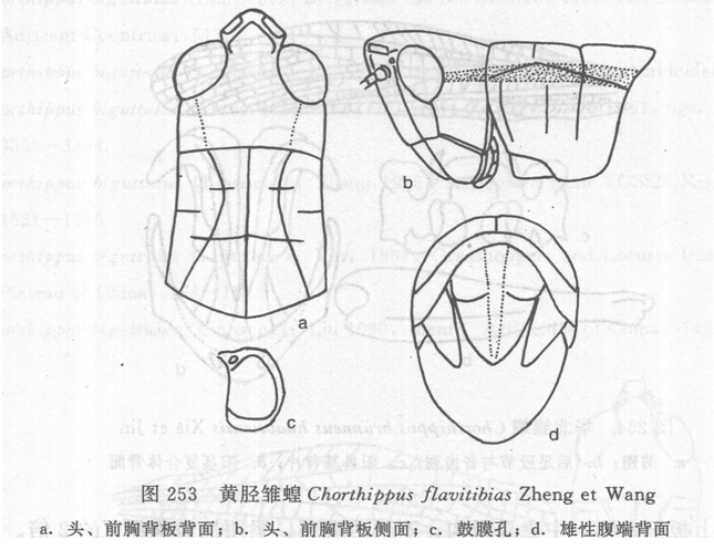 黃脛雛蝗 黃脛雛蝗