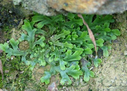 蛇苔科 蛇苔科