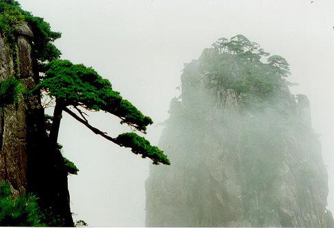 黃山十大名松