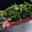 炒茶 炒茶