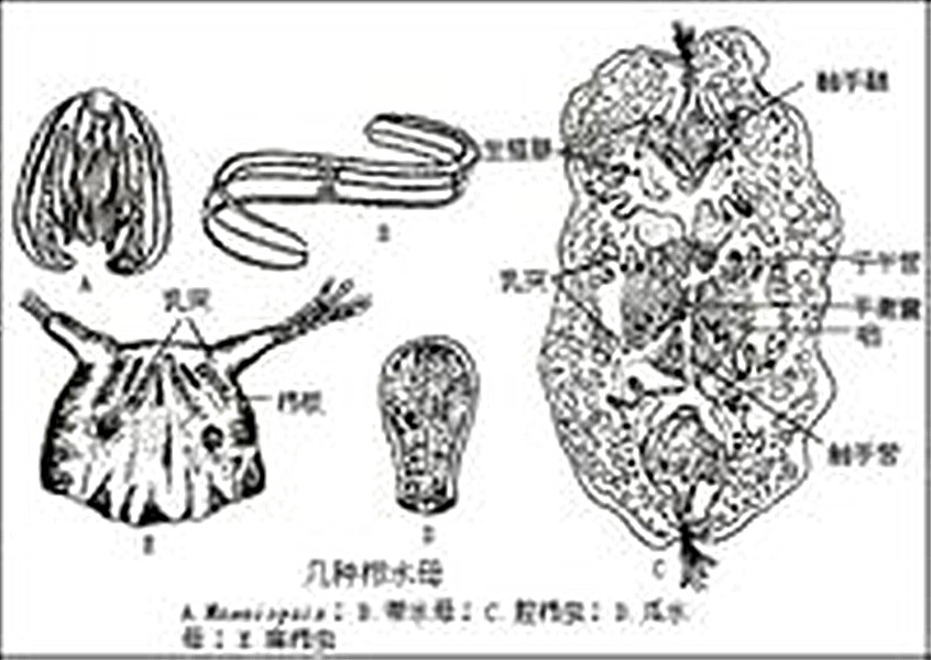 網狀神經系統示意圖