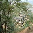 坪寨村(雲南省文山廣南縣黑支果鄉下轄村) 坪寨村(雲南省文山廣南縣黑支果鄉下轄村)