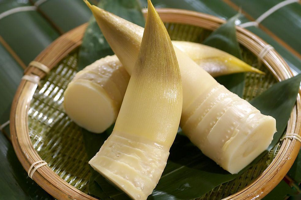 貓頭筍 貓頭筍