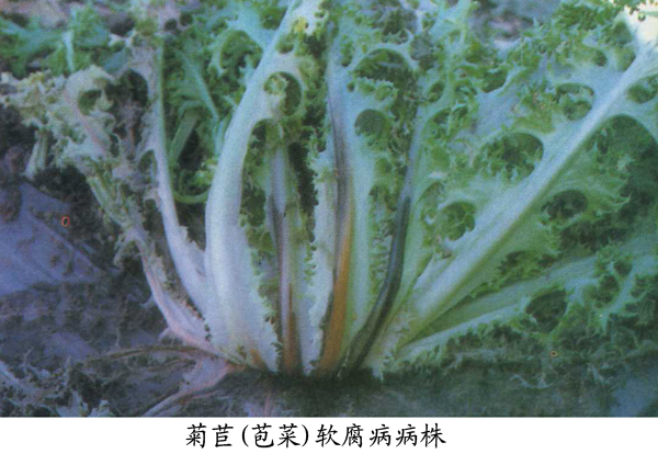 菊苣軟腐病