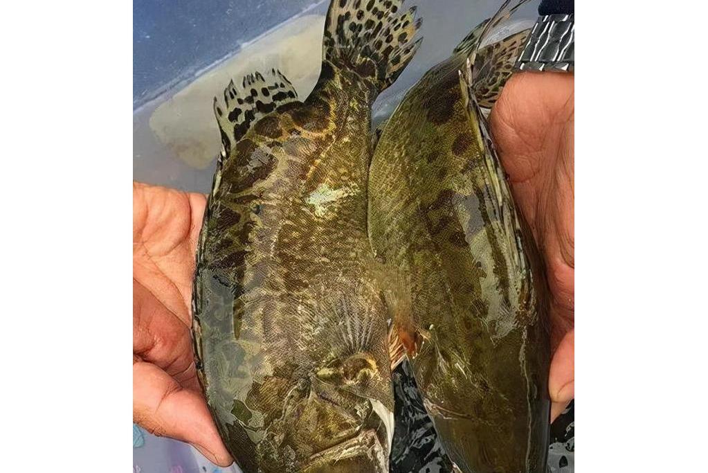 梓江鱖魚 梓江鱖魚
