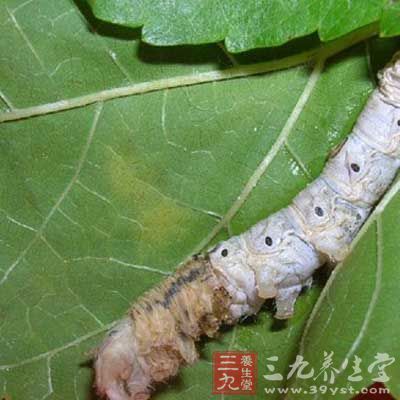 蠶腐敗病 蠶腐敗病